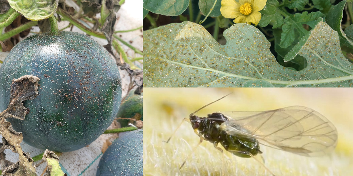 L'afide verde-scuro si conferma il nemico principale per meloni e angurie